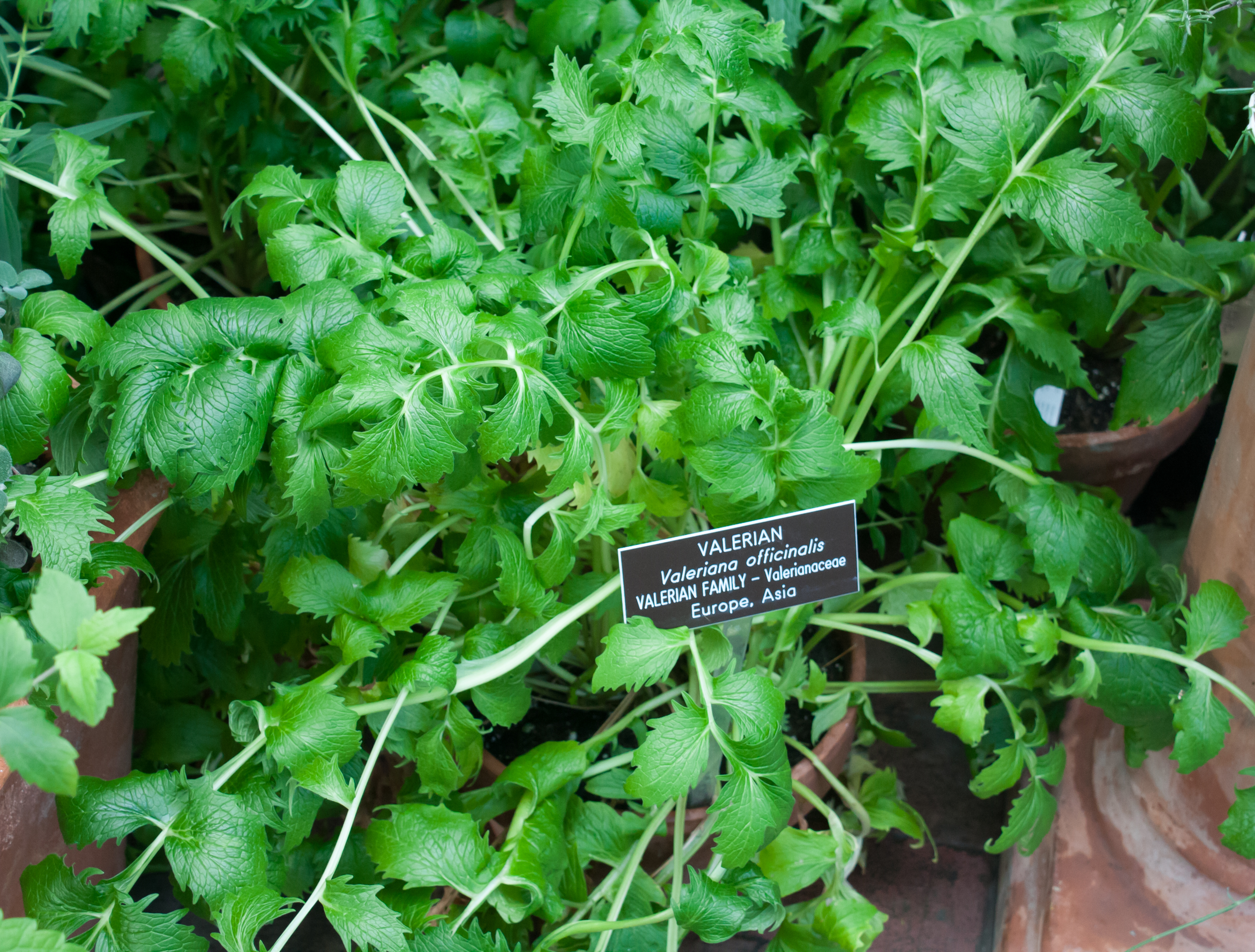 Vaistinis valerijonas